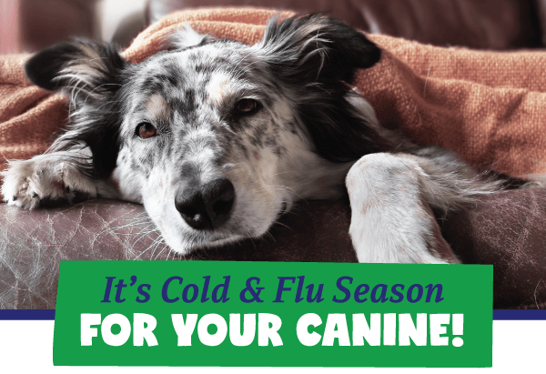 Canine Influenza Vaccine